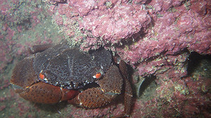 環團護藻礁今午凱道開唱 全程綠電供應