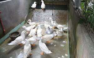 任意放生害了牠！鴨、鳥成路殺對象