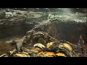 南宋沉船發現外籍水手遺骸  反映當年貿易繁榮和對外開放