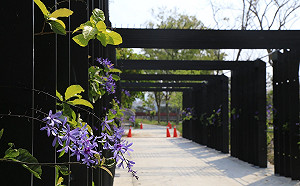 全新打卡點誕生！台中將有全台最長「花廊道」