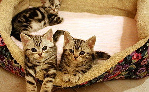 遇上小奶貓停看聽！別拆散有媽的孩子