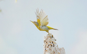 藤枝風災後變身動物樂園 稀有鳥類進駐石山林道