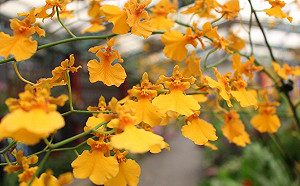 美到爆！士林官邸蘭花展5/1登場 超過30品種拍不完