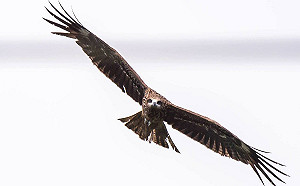 鷹群空中盤旋場面壯觀　歡迎民眾認養毛寶貝