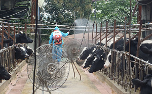 乳牛場春季嬰兒潮 農戶照顧犢牛24小時全年無休