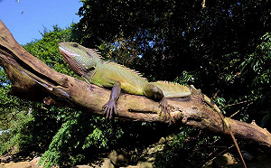 外來物種「綠水龍」威脅生態平衡 農業局狂抓