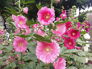 天氣好不賞花要幹嘛！？士林官邸五彩蜀葵花hen繽紛