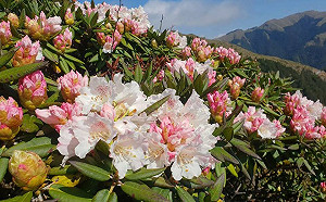 合歡山杜鵑季4/16展開！假日實施高乘載管制再加開12班接駁