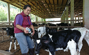 飼料上漲衝擊酪農業！農委會：6月起生乳收購價漲2元
