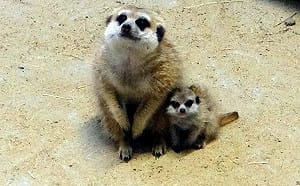 希望新成員是千金！狐獴家族的男寶寶滿堂跑