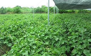 龍鬚菜盛產期到來！小心高溫＋無雨影響成長