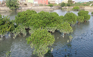 招潮蟹、彈塗魚保育有成　台中海線生態深度遊正好玩