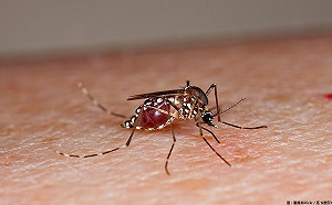 高雄林園又爆日本腦炎！個案附近捕獲3萬病媒蚊