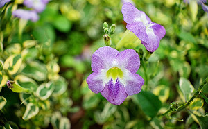 路旁小美好悄悄綻放！斑葉赤道櫻草正盛開