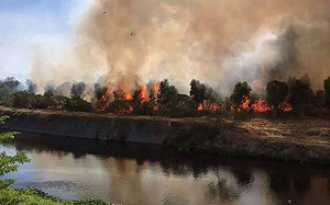 奇美博物館旁小森林火災　濃煙蔽天4小時