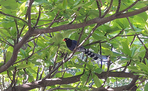 台灣藍鵲飛撲空襲警報！動保處籲：春天繁殖護巢本能