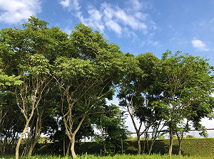 花博外埔園區無患子林化身奇幻步道 9月亮相