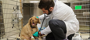 夏日蟲蟲危機！毛孩出現寄生蟲快就醫