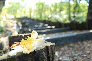 帶媽咪登山健行趣！工務局守護北市135條步道