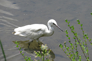 世界候鳥日來臨！農業局推愛護嬌客「5不原則」