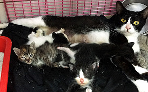 母愛好偉大！貓奶媽代養失母小幼幼愛心爆棚