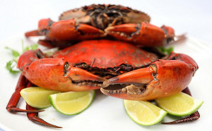 吃貨注意！食藥署教你海鮮這樣挑咖安全