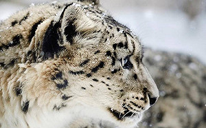 一級保護的瀕臨物種 西藏羌塘現2000段雪豹影像