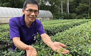 期間限定！林口龍壽茶限量開賣