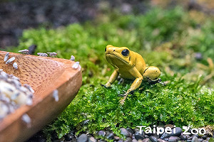 飼養缸都是果蠅髒髒? 原是超Ｑ箭毒蛙美食