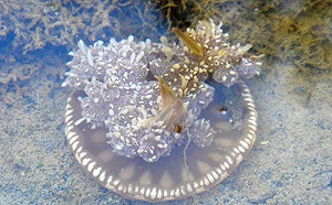 公園裡有倒立水母！唯一水母湖在林園海洋生態公園