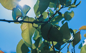 午後雷陣雨慎防劇烈天氣 花東高溫37度恐吹焚風