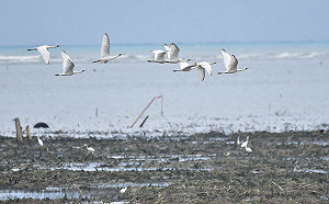 香山飛羽 國際鳥明星黑面琵鷺來了