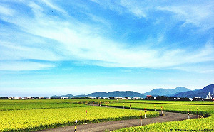 串連冬山景點鐵馬行！漫遊伯朗大道正流行