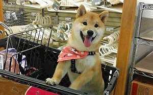 16隻柴柴遭棄養！動保處5/25開認養會幫找新家