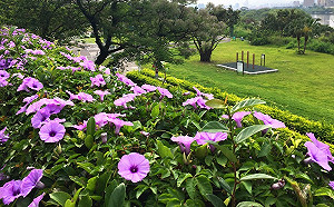 仙氣美照就靠他！槭葉牽牛紫色花海盛放中
