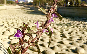 大安水蓑衣 再現台中花博葫蘆墩展區