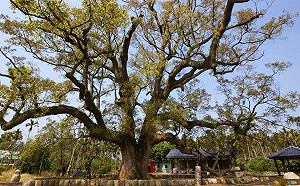 搶救老樹大作戰！超過千歲的7棵老樹等看病