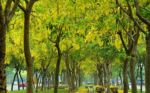 衝一波美照！嘉義阿勃勒盛放 花海如明信片場景美爆