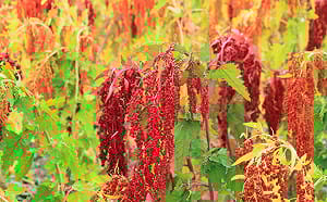 活化農村！公部門攜手民間青年打造轉型新貌