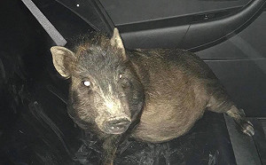 「有豬跟蹤我！」  美警方臉書爆笑紀錄跟蹤風波