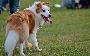 毛小孩伸長舌頭竟是中暑警訊？獸醫師教你酷夏保命三招