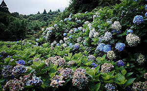 竹子湖賞繡球花公車要等40分？公運處：還有這4條路線可搭乘