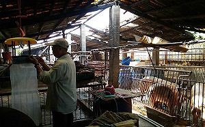 高市首例！本土日本腦炎確診患者加護治療中
