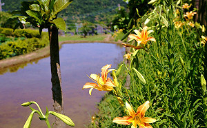 百合齊放陣陣花香！漫遊白石湖來場夏季小旅行吧