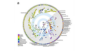 鳥巢決定生存關鍵  中研院發表8000鳥巢研究成果