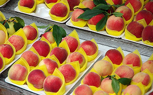 拉拉山水蜜桃正值產季！專家教你這樣挑最好吃