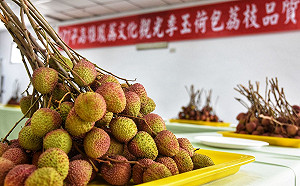 想吃冠軍水果？高雄金鑽鳳梨、玉荷包荔枝達人出爐