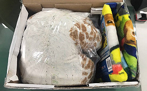 填充玩具塞滿毒品郵寄台灣 警方查獲1.7公斤大麻