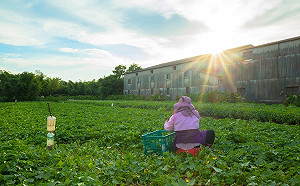 陽光強高溫持續小心熱傷害！午後雷雨機率增