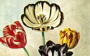 三族記系列16》麻豆社百年如一日 荷蘭人來後產生速變